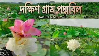 দক্ষিণ গ্রাম, পদ্মবিল। চোখ জুড়ানো অসাধারণ সুন্দর পদ্ম ফুলের বিল। Padma bill , burichong ,Comilla | 