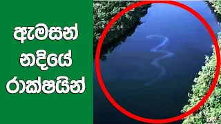  deadliest creatures of the amazon river