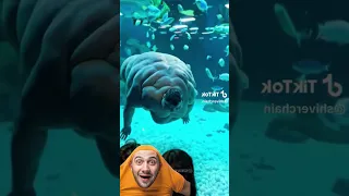 بسم الله  دندنها