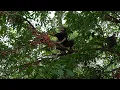 Download Lagu Harvesting wild fruits to barter for essentials at the market | LIVING OFF THE GRID | Episode 77
