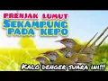 Download Lagu SUARA  PRENJAK  LUMUT RIBUT||SUARA PIKAT PRENJAK LUMUT