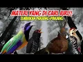 Lagu MASTERAN VIRAL ‼️ SUARA JERNIH (CUCAK CUNGKOK, CILILIN, VIOLET CUCKOO, PELATUK SAMPIT)