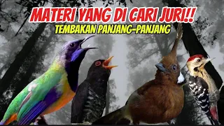 masteran viral suara jernih cucak cungkok cililin violet cuckoo pelatuk sampit 