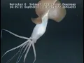 Bigfin squid upclose - magnapinna squid
