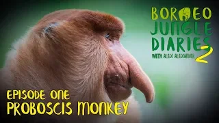 Proboscis Monkeys Big Nosed Beauties Borneo Jungle Diaries S02E01 SZtv