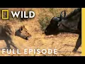 Download Lagu Lion vs. Cape Buffalo: When Prey Fights Back | Lion Battle Zone (Full Episode) | Nat Geo Animals