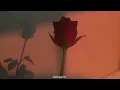 Querida Rosa – Cami (Letra)