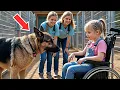 Download Lagu Paralyzed Little Girl Visits Shelter—What This Aggressive Police Dog Did Next Shocked Everyone!