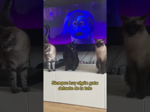 Como es vivir con más de un gato #cat #gatos