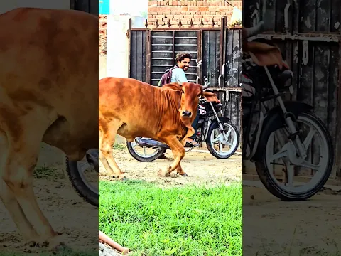 किस किस को समझ मे आ गया की ये गाय क्यो रोक रही है #subscribe #shorts #like #foryou #top #new #like