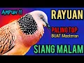 Download Lagu SUARA BURUNG TEKUKUR GACOR PALING JOSS BUAT PANCINGAN ATAU BUAT PIKAT 100% JOSS GANDOS