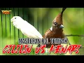 Download Lagu KOMBINASI MASTERAN CILILIN VS KENARI