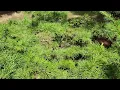 Lebanese Cedar cedrus libani Update