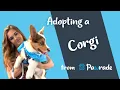 Getting a Corgi Puppy on Pawrade com A Puppy Parent s Review