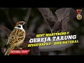 🔴 MASTERAN GEREJA TARUNG PALING BANYAK DICARI | ROLL SPEED #masteranburung #gerejatarung