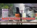 MASTERAN MURAI BATU FULL ISIAN TEMBAKAN MEWAH KERAS DAN RAPAT