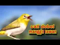 Download Lagu Call Dobel Pleci Buxtoni Jantan Manggil Lawan