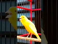 SUARA burung kenari gacor panjang #birds #masterankenarigacor #canary #kenarigacor