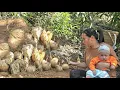 Raising her child alone, the single mother ekes out a living by growing cassava