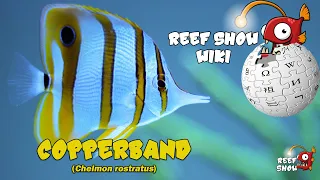 Download Reef Show Wiki: Copperband MP3