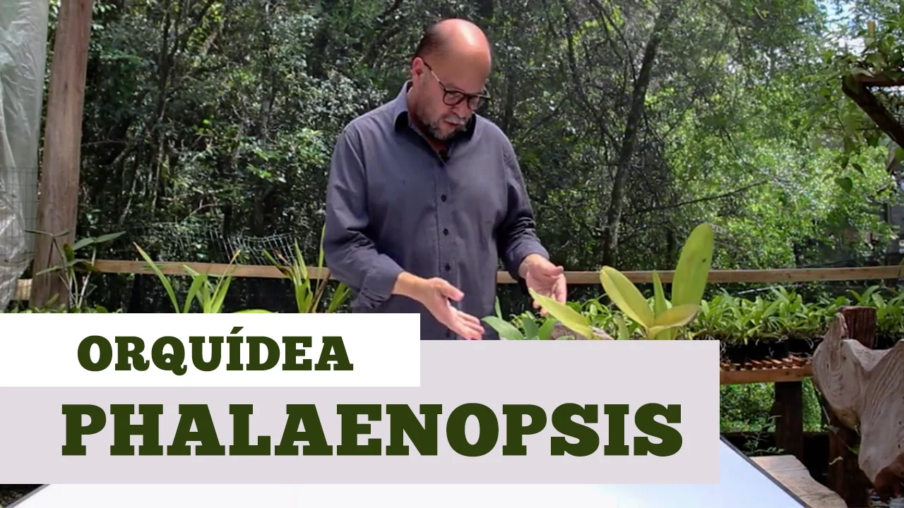 COMO CUIDAR DE ORQUIDEA PHALAENOPSIS