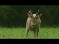 Relaxing Nature (No Voiceover or Music) Close up 55 minute meadow animals experience