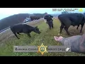 Kanawha County Sheriff s Office - Mooovin Cows Off The Interstate