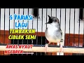 Download Lagu Masteran ciblek ngebren variasi suara ciblek semi Gacor nembak ngebren 5 variasi