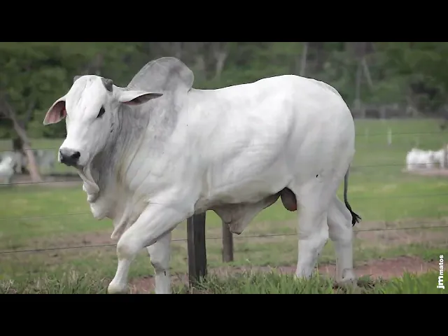 Touro Nelore AFOM - 5185