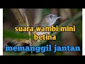 Download Lagu suara wambi mini betina / tieu mi  memanggil jantan  sangat ampuh