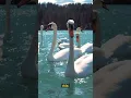 Download Lagu El amor eterno de los cisnes 🦢