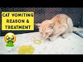 Download Lagu Why Do Cats vomit | Causes Cats Throw Up and Ways to Treat a Vomiting Cat MP3