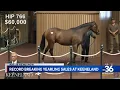 Record-breaking yearling sales at Keeneland
