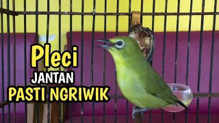 suara pleci ngriwik bikin pleci ngalas ngeplong