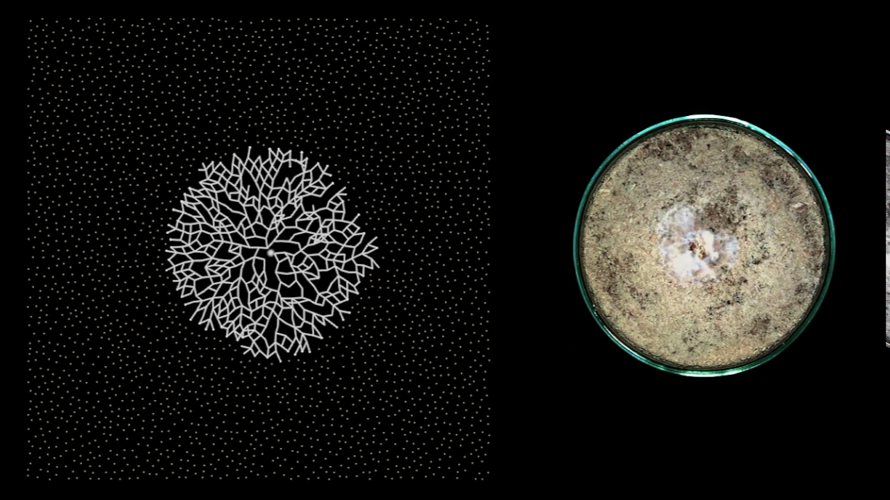 MYCELIUM // Growth : timelapse