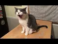 Download Lagu I'm STILL a Stupid Cat!