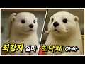 Download Lagu 엄마한테 맞아 죽을 뻔한 아빠 구하는 아들