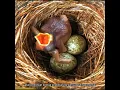 Download Lagu Jahat dan Licik sejak bayi #burungkedasih #animalian #fakta #hewan #shorts