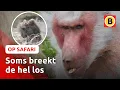 Download Lagu Dit wist je niet over bavianen | Op Safari #9