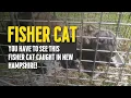 Fisher Cat of Animal with Sound - Trapped in New Hampshire
