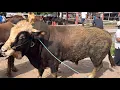 Download Lagu SAPI RAKSASA NGAMUK HARUS DI GANDENG SEMUA TURUN DARI TRUK ‼️🔥🔥🔥