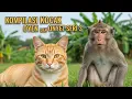 Lagu KOMPILASI KOCAK OYEN DAN ONYET SERI 3 #kucing #kucinglucu  #cat #funnycat #humor  #ai