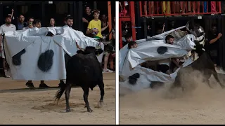 GRAN NOCHE DE ENFUNDADAS EN BETXÍ - VACAS DE CAPOTA - 4K