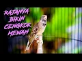Download Lagu CENGKOK MEWAH FAVORITE - MASTERAN BLACKTHROAT GACOR SUARA JERNIH BUAT KENARI PAUD CALON MEWAH
