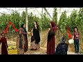 Download Lagu Tayyiba's life after the threat: a worker in exchange for escaping forced marriage 💔🔒👩‍🏭