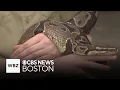 An up close look at the animals at the Franklin Park Zoo in Massachusetts