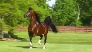 حصان عربي اصيل دندنها