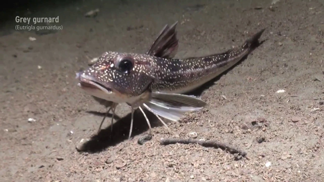 Protected Areas – safeguarding marine biodiversity