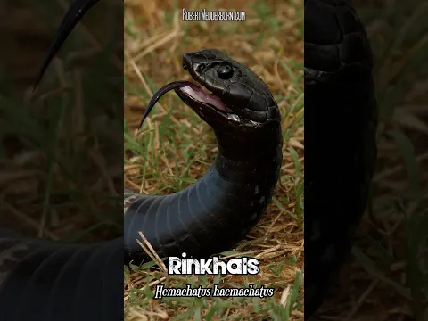 This is NOT What You Think It Is!