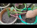 Download Lagu Tips to Propagate Insulin Plant thru Cuttings